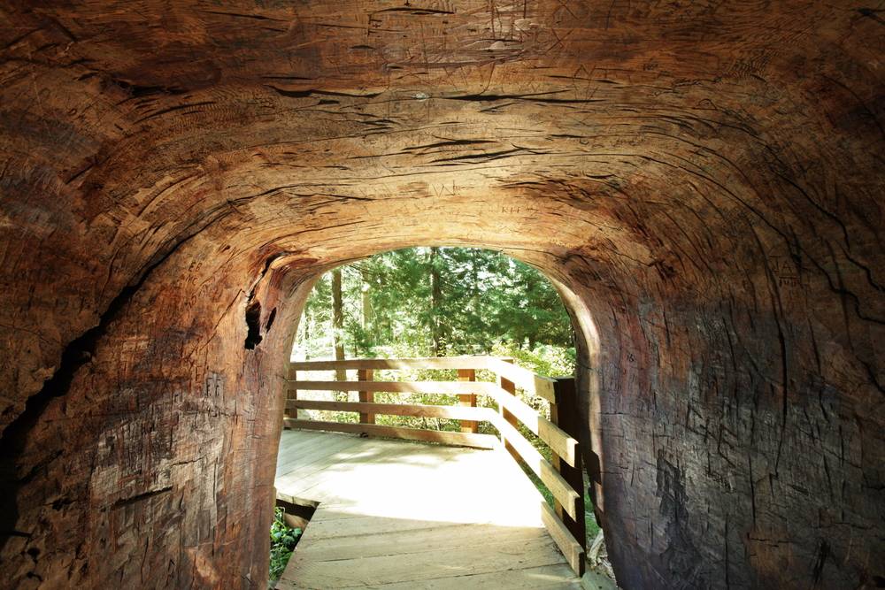 Tree Tunnel